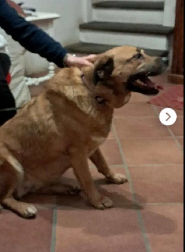 6anni femmina color miele RINUNCIA DI PROPRIETÀ! TOSCANA Foto 2